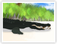 Saltwater crocodile